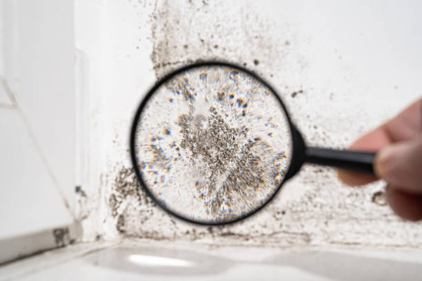 Mold Odor Removal Services in Hasley Canyon, CA